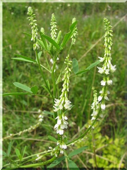 Komonice bílá (Melilotus albus), 31.7.2009