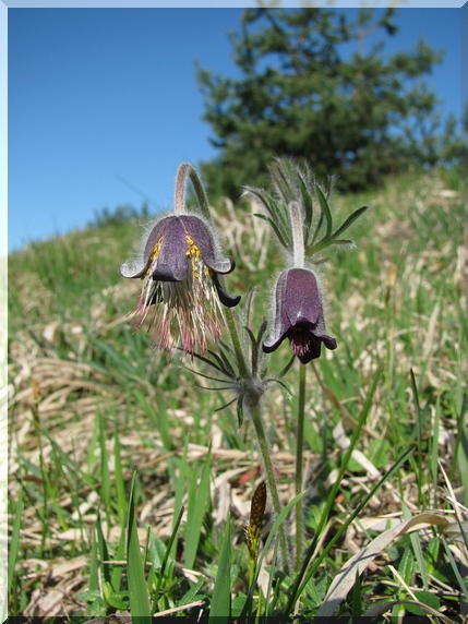 Koniklec luční český (Pulsatilla pratensis subsp. bohemica), 9.4.2011