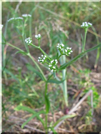 Kozlíček polníček (Valerianella locusta)