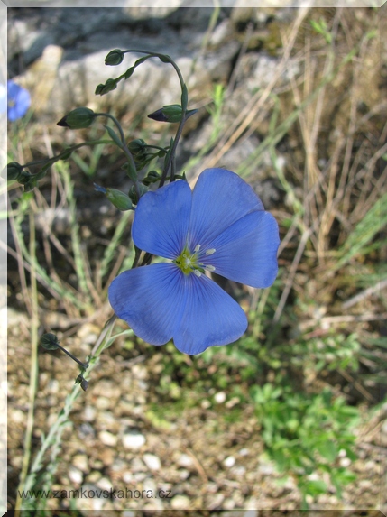 Len rakouský (Linum austricaum), 9.5.2009