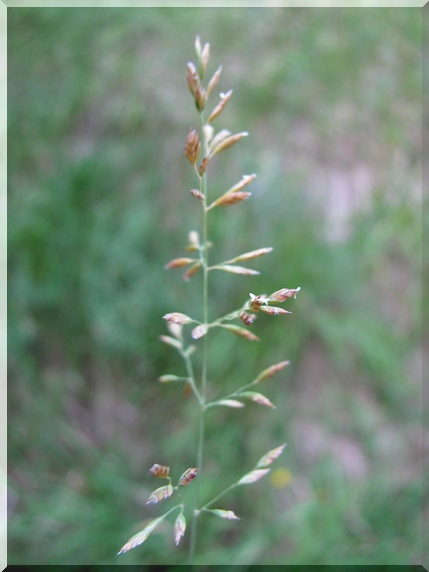 Lipnice smáčknutá (Poa compressa)