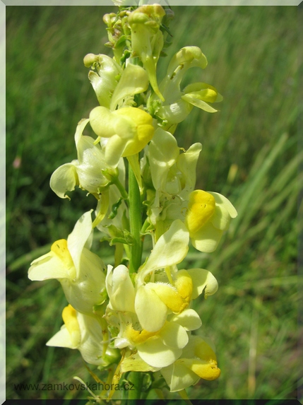 Lnice květel (Linaria vulgaris), 10.6.2009