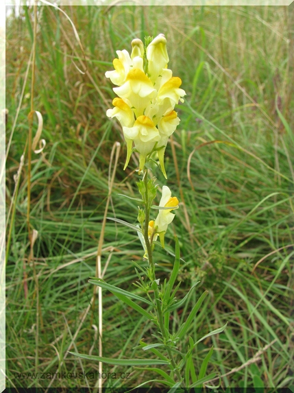 Lnice květel (Linaria vulgaris), 31.7.2009