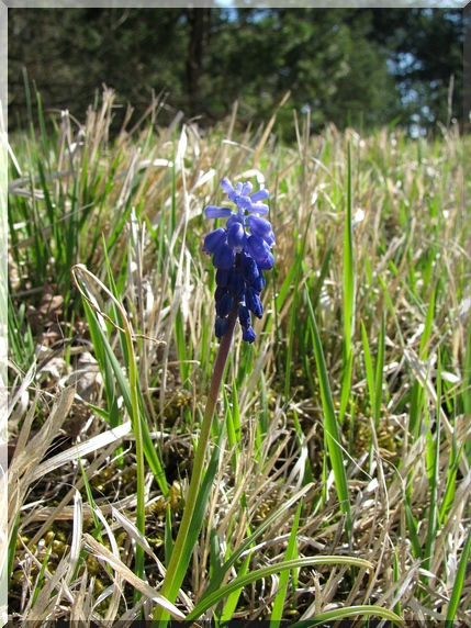 Modřenec širolistý (Muscari botryoides)