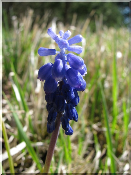 Modřenec širolistý (Muscari botryoides), 9.4.2011