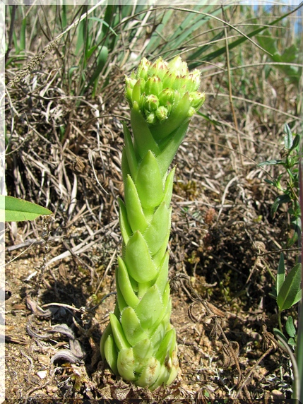 Netřesk výběžkatý (Jovibarba globifera)