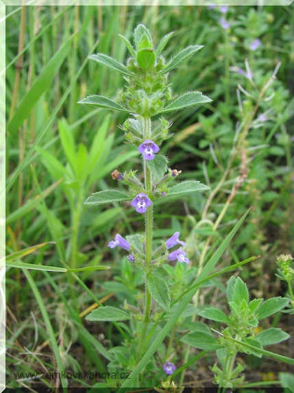 Pamětník rolní (Acinos arvensis)