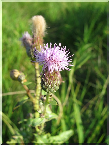 Pcháč rolní - oset (Cirsium arvense)