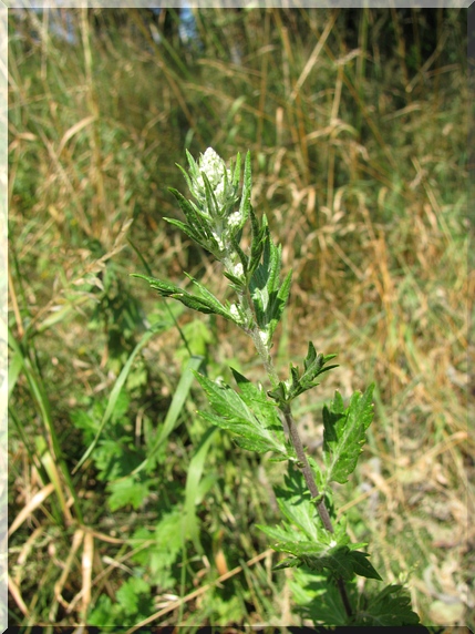 Pelyněk černobýl (Artemisia vulgaris)