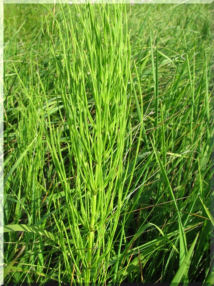 Přeslička rolní (Equisetum arvense)