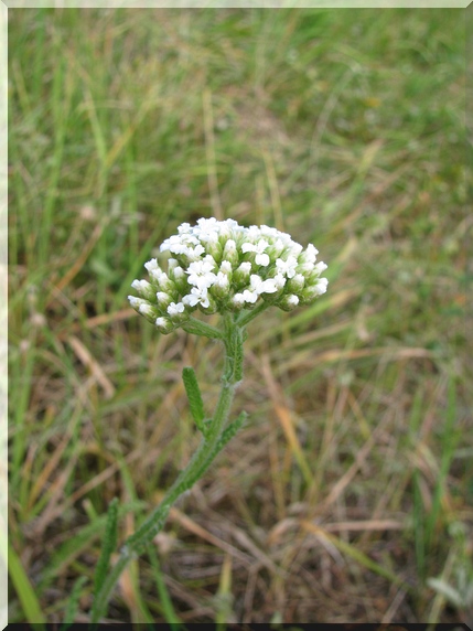 Řebříček obecný (Achillea millefolium)