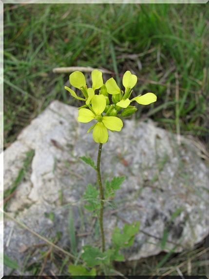 Ředkev ohnice (Raphanus raphanistrum)