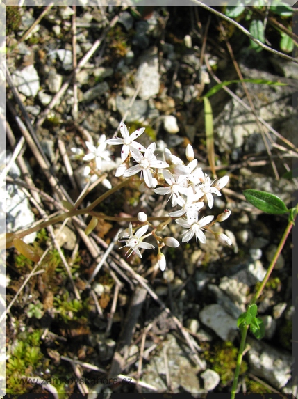 Rozchodník bílý (Sedum album), květ