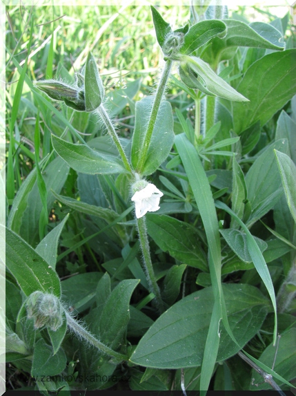 Silenka širolistá bílá (Silene latifolia subsp.alba)