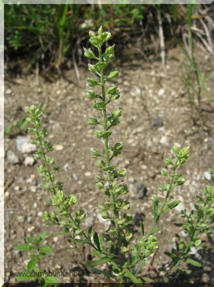 Tařice kališní (Alyssum alyssoides)