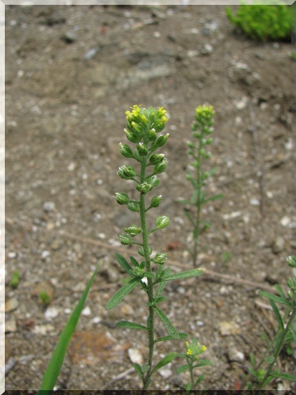 Tařice kališní (Alyssum alyssoides)