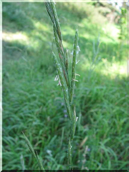 Válečka prapořitá (Brachypodium pinnatum)