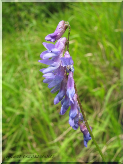 Vikev tenkolistá (Vicia tenuifolia), 31.7.2009