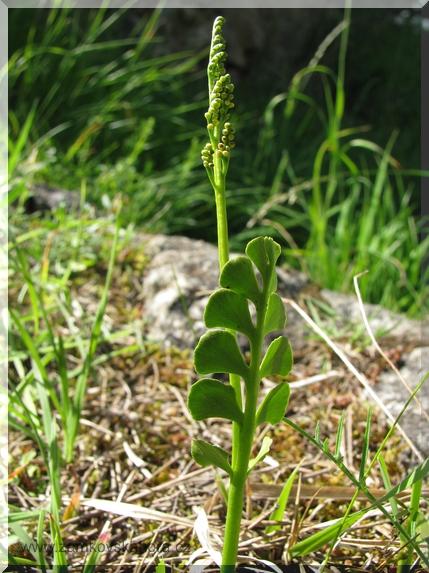 Vratička měsíční (Botrychium lunaria), 10.6.2009