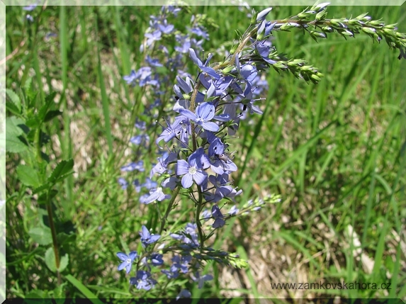 Blíže neurčený rozrazil, 23.5.2009