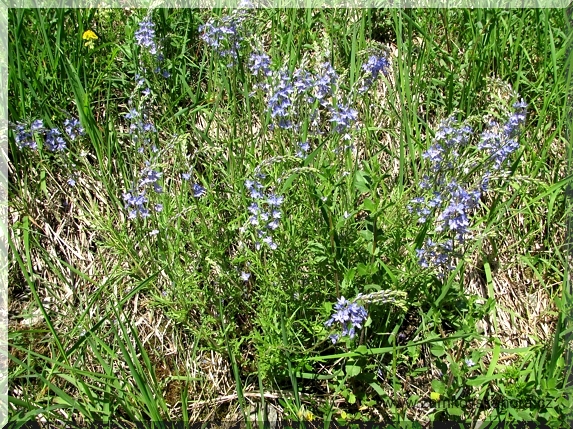 Blíže neurčený rozrazil, 23.5.2009