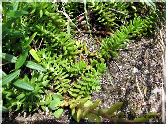 Blíže neurčený rozchodník (Sedum sp.), listy