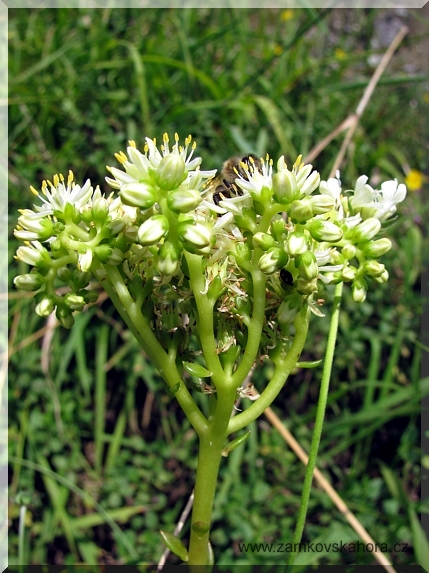 Blíže neurčený rozchodník (Sedum sp.)