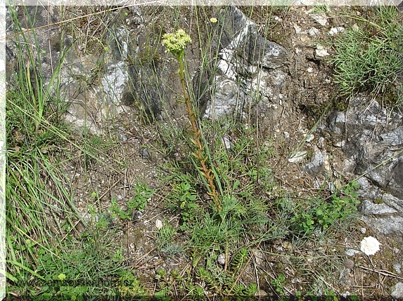 Blíže neurčený rozchodník (Sedum sp.)