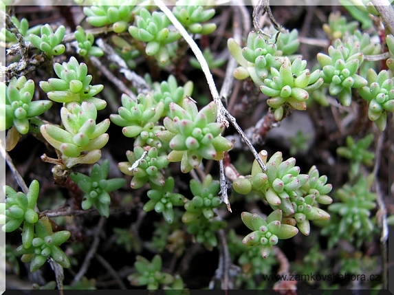 Rozchodník Urvilleův (Sedum urvillei)