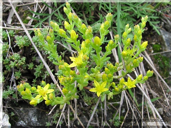 Rozchodník Urvilleův (Sedum urvillei), 28.6.2009